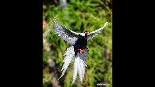 SILVER PHEASANT MALE FLYING bird birdslover pheasant goldenpheasant gamebirds pet love [upl. by Anabelle]