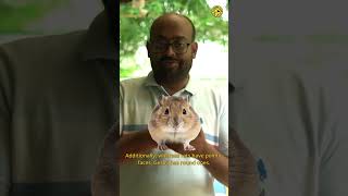 Gerbil rodent  Vishaknath Venkatrajan [upl. by Naval]