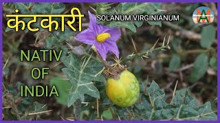 कंटकारी solanum Virginianum Native of india [upl. by Reggy]