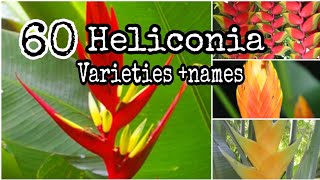 TOP 60 Heliconia Plants Different Types and Varieties tropical plant [upl. by Kokoruda]