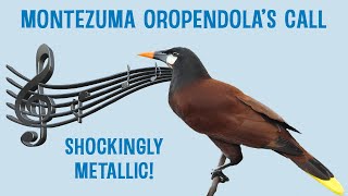 The Montezuma Oropendolas Call  Shockingly Metallic [upl. by Matlick]