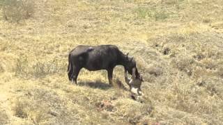 Ngorongoro Crater Lion Kills Buffalo [upl. by Ferren370]