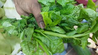 Secret of Pasalai Keerai பசலை கீரை ரகசியங்கள்   Spinach [upl. by Cleaves]