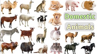 domestic animals  name in English [upl. by Irreg]