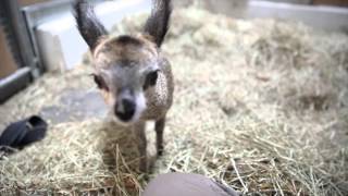 Baby klipspringer at Lincoln Park Zoo [upl. by Nodnerb]