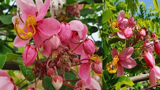 Cassia Nodosa  Pink shower  Cassia javanica  Apple blossom tree Green Thumb [upl. by Sachsse]