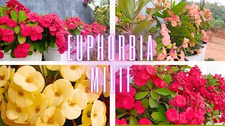 Crown of Thorn plant Euphorbia Milii Care Guide [upl. by Dickerson630]