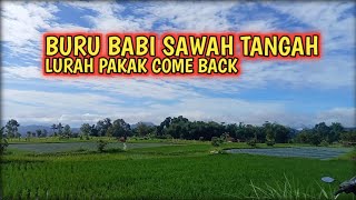 BURU BABI SAWAH TANGAH  LURAH PAKAK COME BACK [upl. by Brenna]