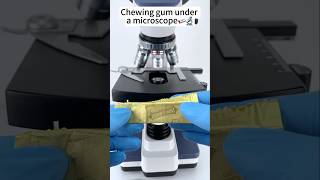 Chewing gum under the microscope shorts facts science [upl. by Lyrred]