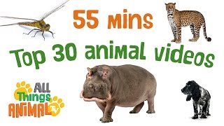 Animal Facts  Learn fun Facts about Animals [upl. by Vivienne966]