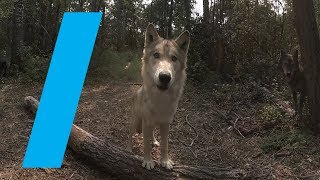 Wild With Wolves 360 Video [upl. by Winthrop]