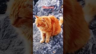 Pendik sahilinde güneş kedi amor musica cat istanbulcats catsofistanbul cute music [upl. by Betteanne]