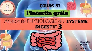 cours S1 Anatomie PHYSIOLOGIE du SYSTÈME DIGESTIF 3  lintestin grêle 📚شرح شامل 🩺anatomy [upl. by Kampmeier]