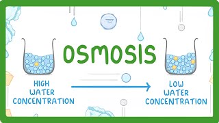 GCSE Biology  Osmosis 8 [upl. by Irab306]