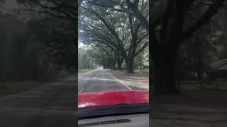 subscribe Live oak trees 🌳 southcarolina ￼￼ [upl. by Kobe]