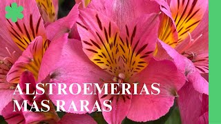 LAS ALSTROEMERIA MÁS RARAS 😘 [upl. by Ocsisnarf]