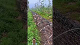 Chicken in Viet Nam chicken fruiting satisfying pickingfruit animals harvesting farming [upl. by Gale275]