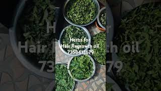 Herbs for Hair regrowth oil 7358413679 organic hairoil haircare hairgrowth skincarecream [upl. by Zoubek]