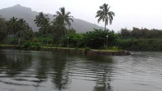 beautiful marina park at wailua river kauai [upl. by Shlomo891]