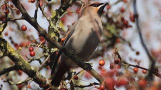 Waxwings feeding on berries [upl. by Anihs]