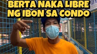 FIRST IN THE WORLD CONDO NG KALAPATI SA BIO RESEARCH BIO PIGEON vlog4 [upl. by Nali]