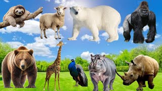 Animal sounds Worlds  Rhinoceros Hippopotamus Goat Bear Sheep Guss animal name [upl. by Irtimed397]