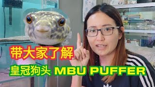 MBU Puffer 皇冠狗頭 的饲养方式 河豚進食 皇冠狗頭 純淡水 [upl. by Alyacim]