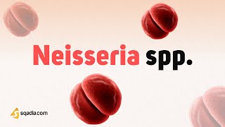 Neisseria spp Growth and Classification  Gram Negative Bacteria Microbiology [upl. by Adikram]