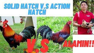 Sabong Tips Action Hatches VS Solid Hatches Gamefowl Bloodlines  Alamin [upl. by Neirual]