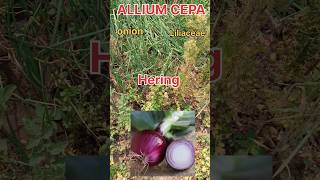 ALLIUM CEPA HOMEOPATHIC MEDICINE  Allergy ki dawai  sardi ki dawai  drug picture of allium cepa [upl. by Pizor666]