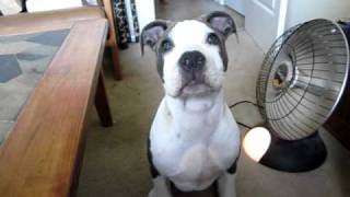 Guido the Cute and Funny Pit Bull Puppy [upl. by Cuthbert]