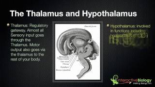 028 The Thalamus and Hypothalamus [upl. by Frasco]