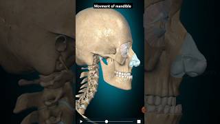 Movment of mandible bone shortsvideo anatomy [upl. by Ilrahc718]