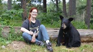 Education on the misconceptions of wild Black Bears [upl. by Yelats917]