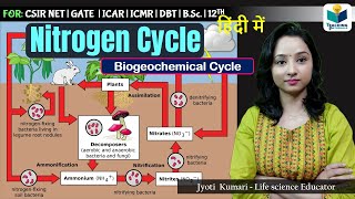 Nitrogen Cycle in Hindi Biogeochemical Cycle  Ecology [upl. by Sidney895]