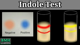 Indole Test  Tryptophanase Test [upl. by Joella]