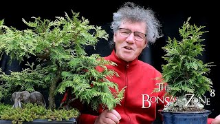 Pruning My Thuja Group Plantings Part 1 The Bonsai Zone May 2021 [upl. by Aindrea472]