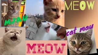 meaw cats meow catss sound compilation kitty mačka cat meow catlover [upl. by Beatrix888]