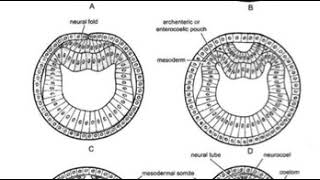 عملية تكوين الاعضاء Organogenesis of Amphioxus [upl. by Conner]