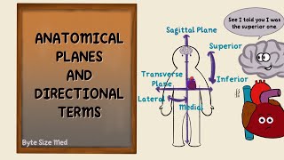 Anatomical Planes  Directional Terms  Anatomy Terms  Anatomy Doodles [upl. by Yenrab]