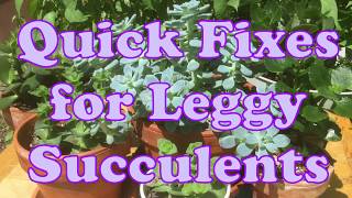 Quick Fixes for Leggy Succulents 🎋 [upl. by Joris]