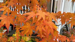 Spring to Fall 2024 Japanese Maple 4K October [upl. by Foy]