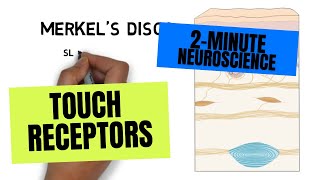 2Minute Neuroscience Touch Receptors [upl. by Hamitaf]