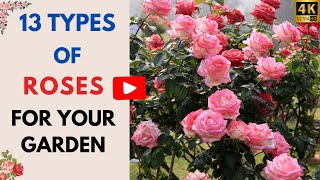 13 Types of Roses for Your Garden  Indoor Rose Plants [upl. by Fifine]