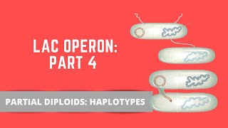 LAC OPERON PART 4 PARTIAL DIPLOIDS [upl. by Jez730]