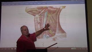 Anatomy of head amp neck 45  Sternomastoid amp posterior triangle  part 2   by Dr Wahdan [upl. by Kandy]