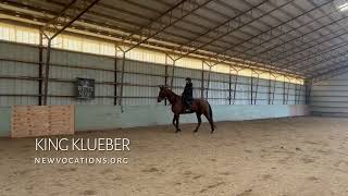 KING KLUEBER  Adoptable Standardbred Gelding  New Vocations [upl. by Cuttie]