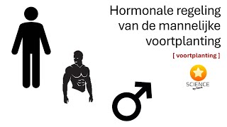 De hormonale regeling van de mannelijke voortplanting  GENETICA [upl. by Ferneau]