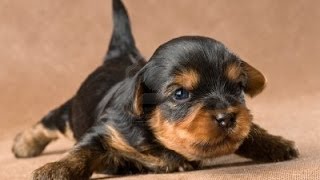 Yorkie Puppy Crying [upl. by Terryl]