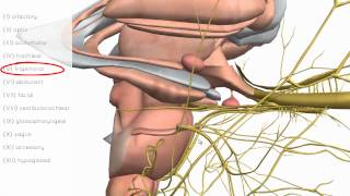 Cranial Nerves Basics  3D Anatomy Tutorial [upl. by Eddie]